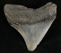 Posterior Megalodon Tooth - South Carolina #7490-2